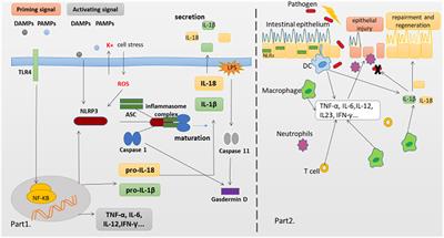 NLRP3 Inflammasome and Inflammatory Bowel Disease